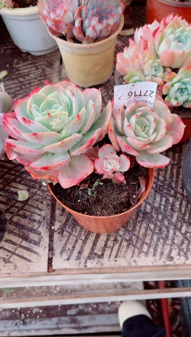 见**财跃跃精品多肉27116