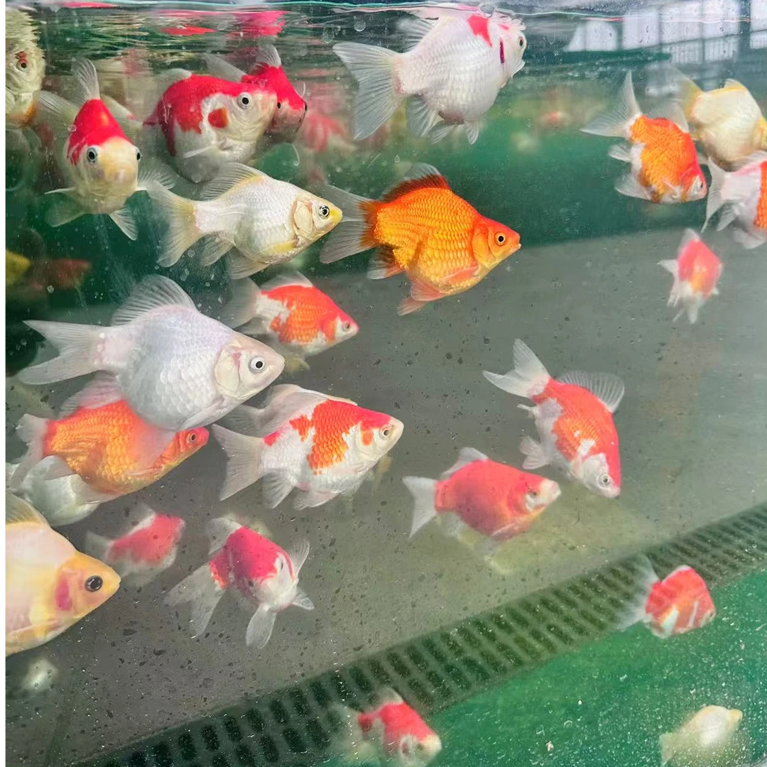 5条 5-15公分精品鱼大日玉鲭花色随机