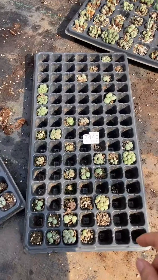 【闪购商品】7440特价猴脸清姬有疤瑕疵发货一托