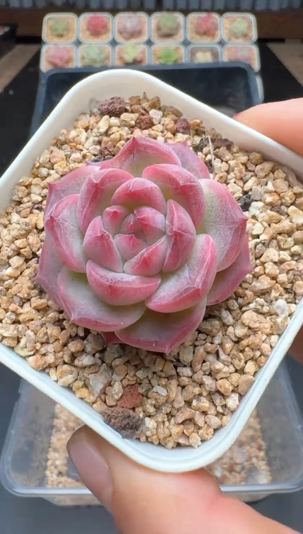 【闪购商品】728C物拍多肉带盆土6.5杯拍3颗包柚