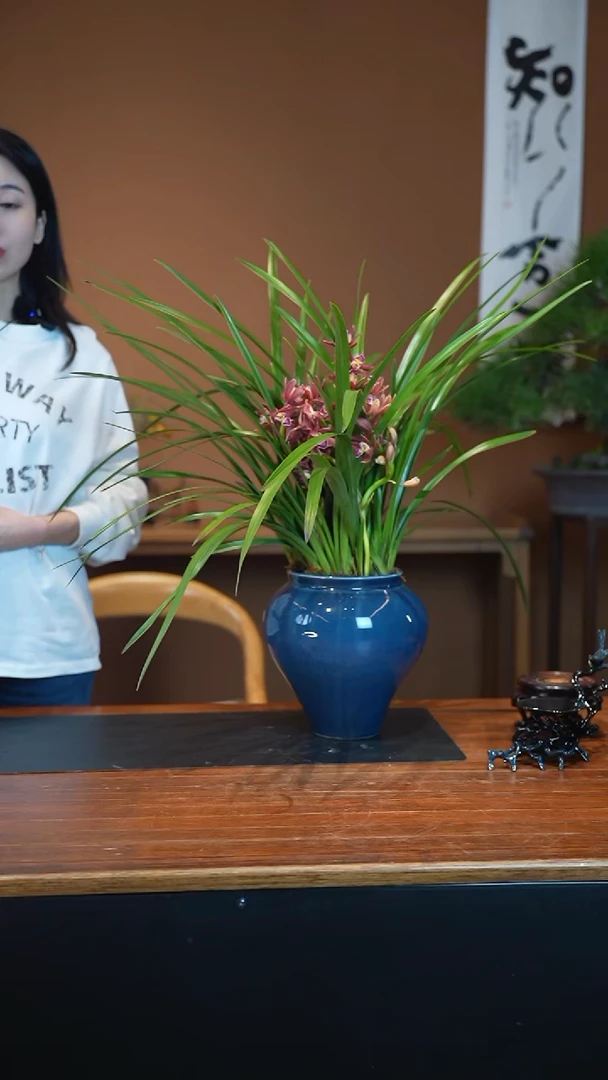 全部花朵红双喜盆景盆景盆景