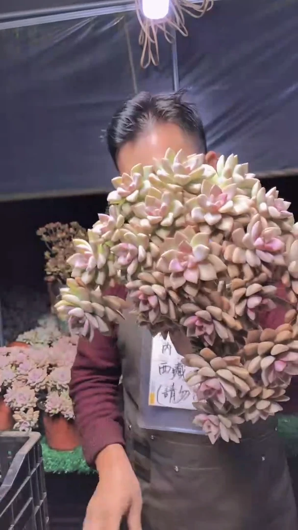 264淡雪缀化一物一拍