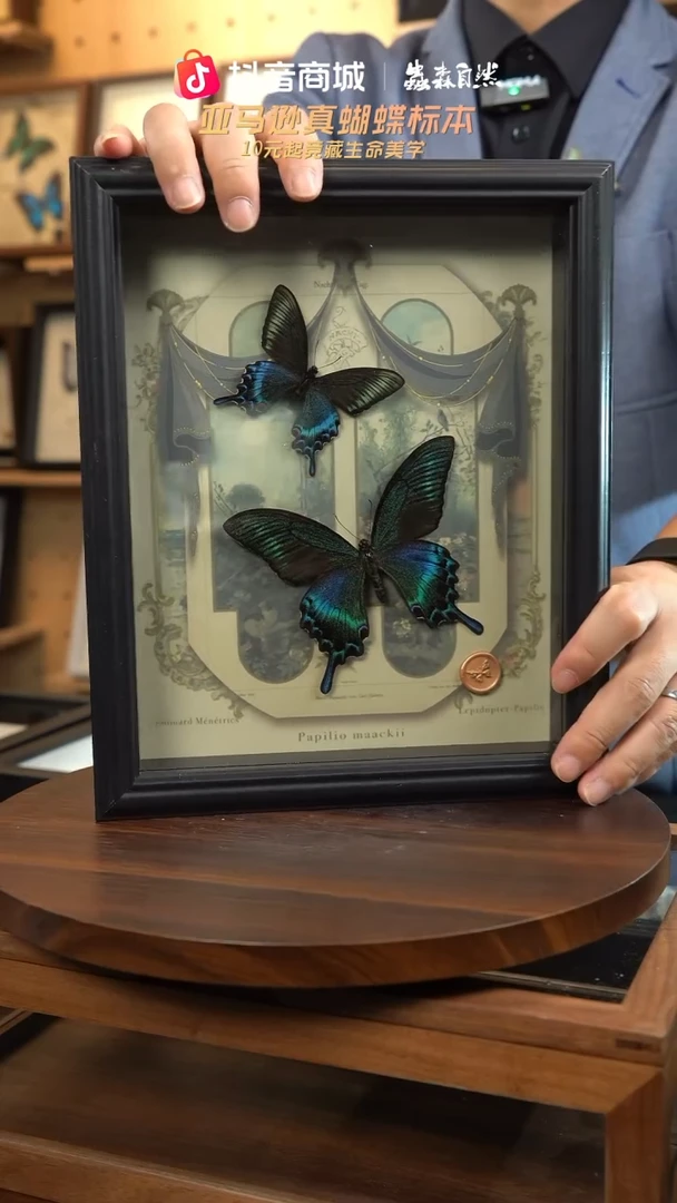 绿带翠凤蝶春夏型组合复古窗花款