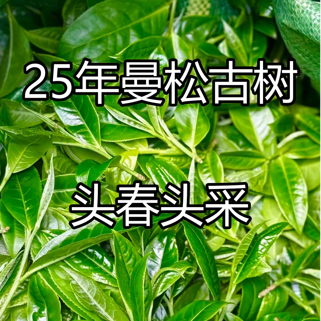 【新号开播 新人福利】25年曼松古树头春普洱茶生茶散茶