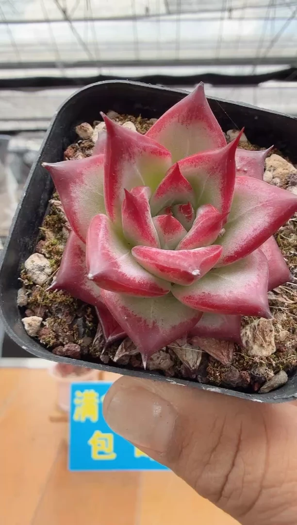 东云多肉园二店-40