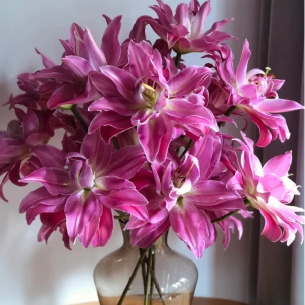 【多头-紫莲花】紫红色重瓣香水百合 家居鲜花