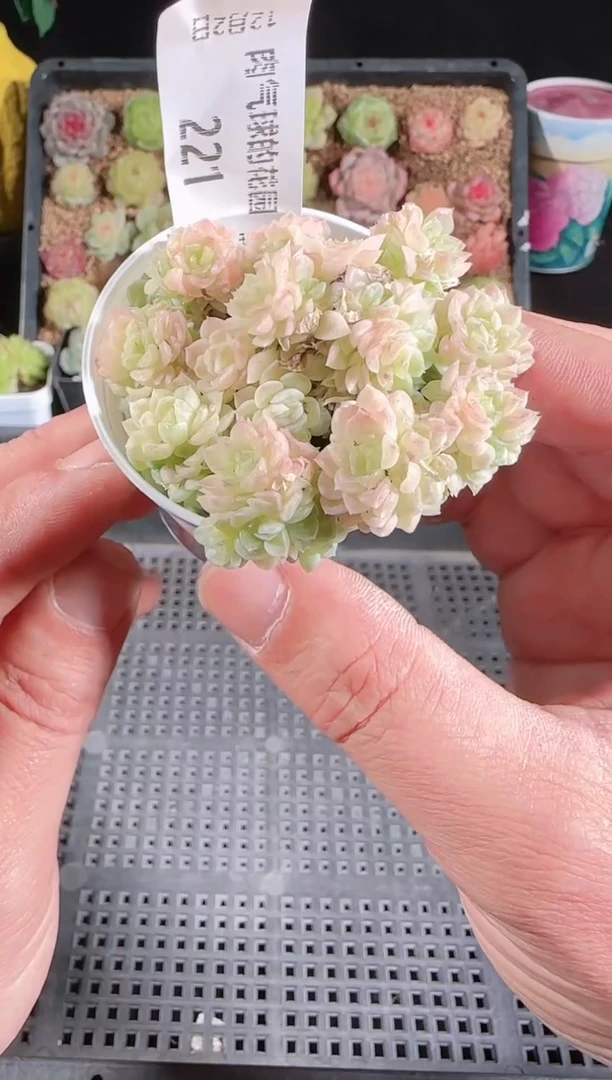 1202-221多肉群生不包整