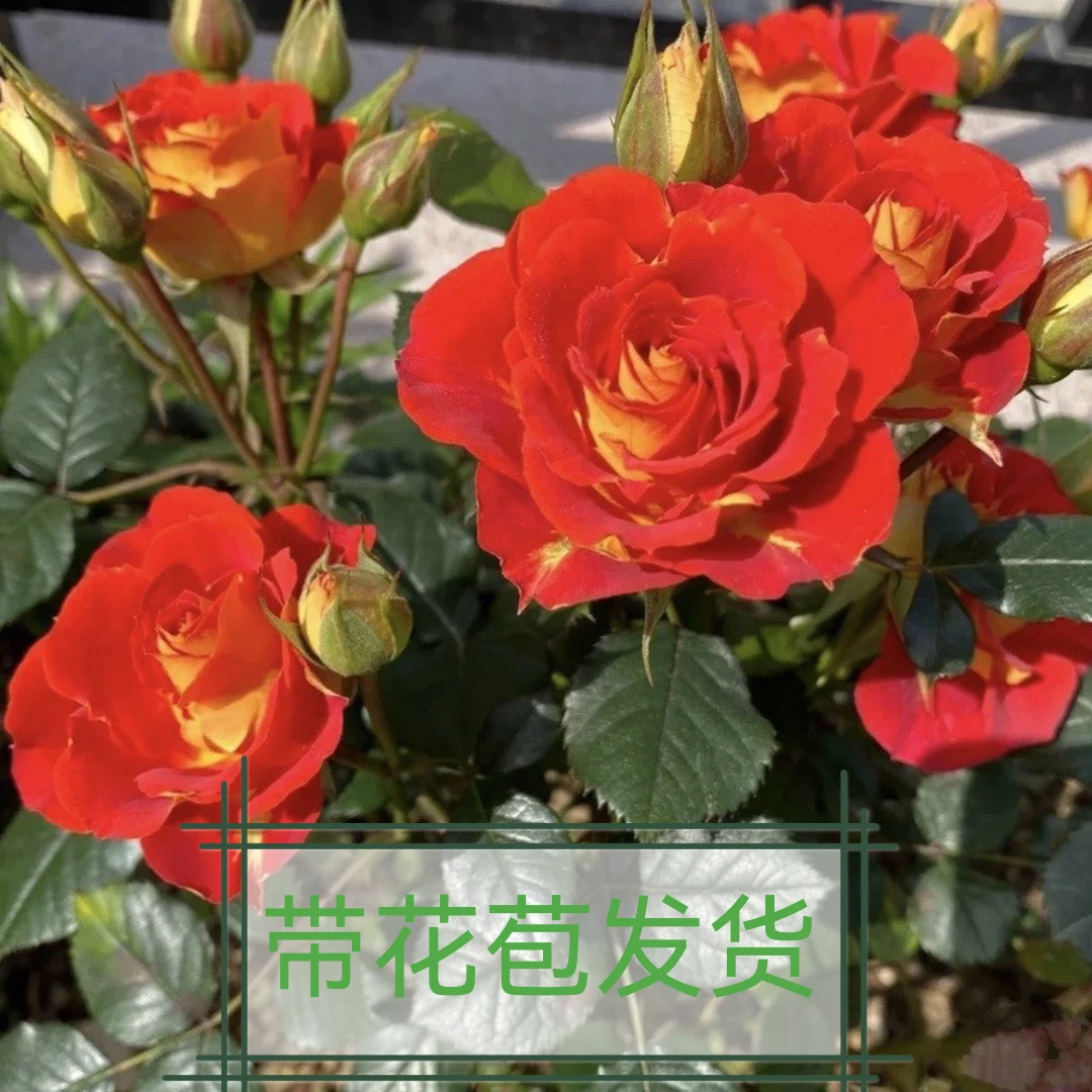 【二乔】月季多课原生扦插花苗抗病能力强四季开带花苞基地直发