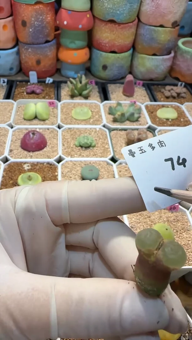 【闪购商品】25.1.13-74