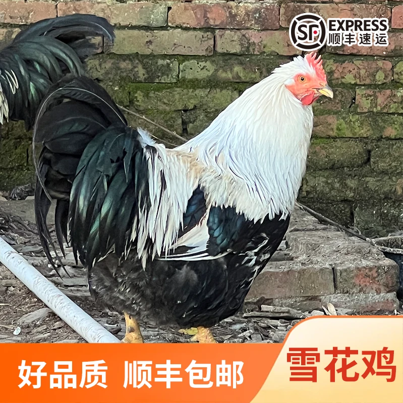 农家散养一年雪花鸡，五谷杂粮喂养，肉质鲜香