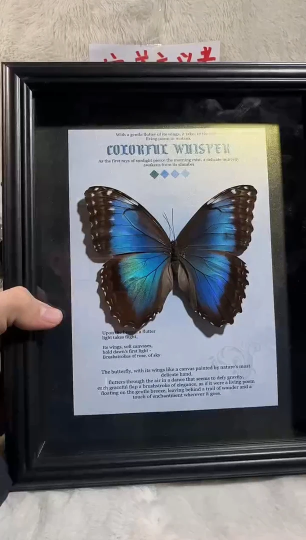 木蓓蕾闪蝶精美蝴蝶标本