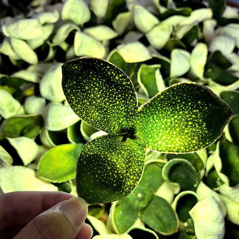 2025新会陈皮 天马青皮