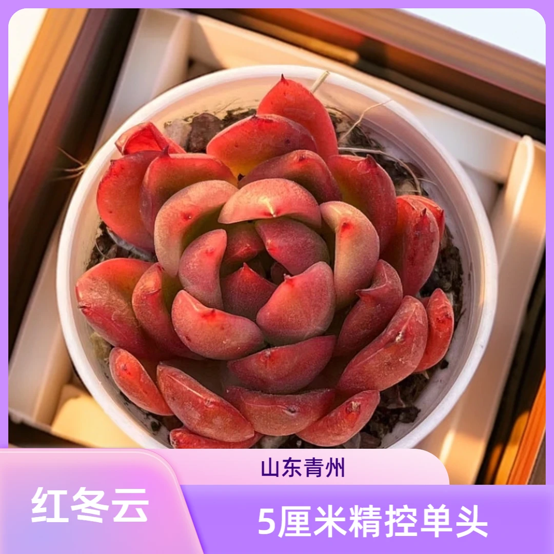 红冬云5厘米盆老桩多肉