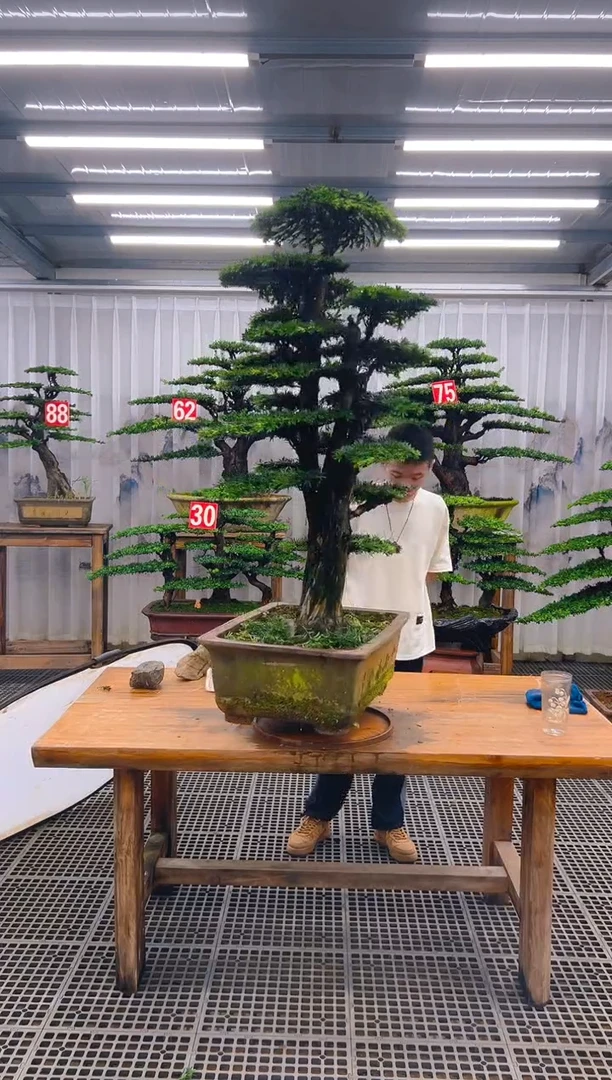 无花朵ᝰ****ꪝ精品盆景直播间一物一拍