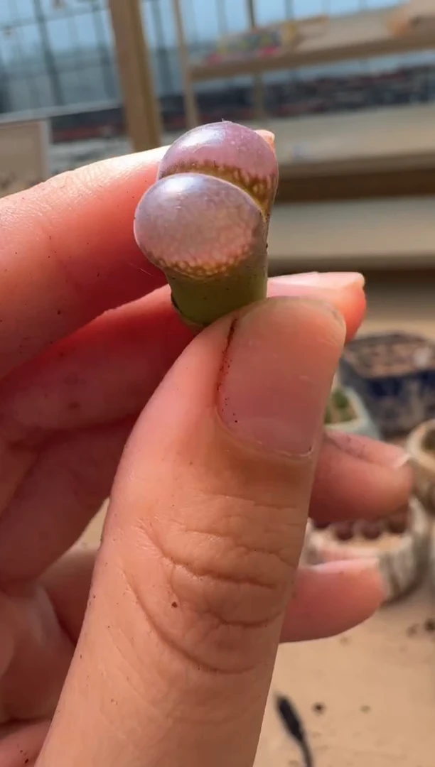 多肉植物肉锥16-200