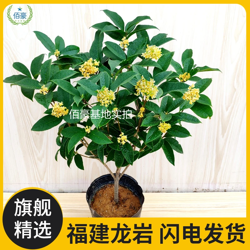 佰豪秋冬季新品四季桂花盆栽带香味月月桂花期长室内阳台花卉好养
