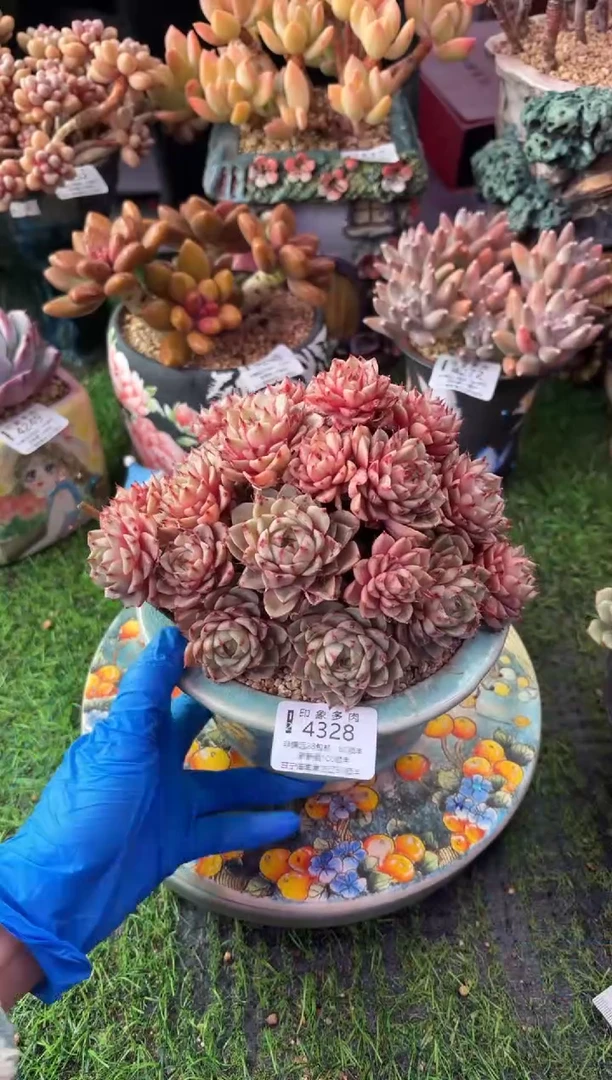 昆明印象多肉4328