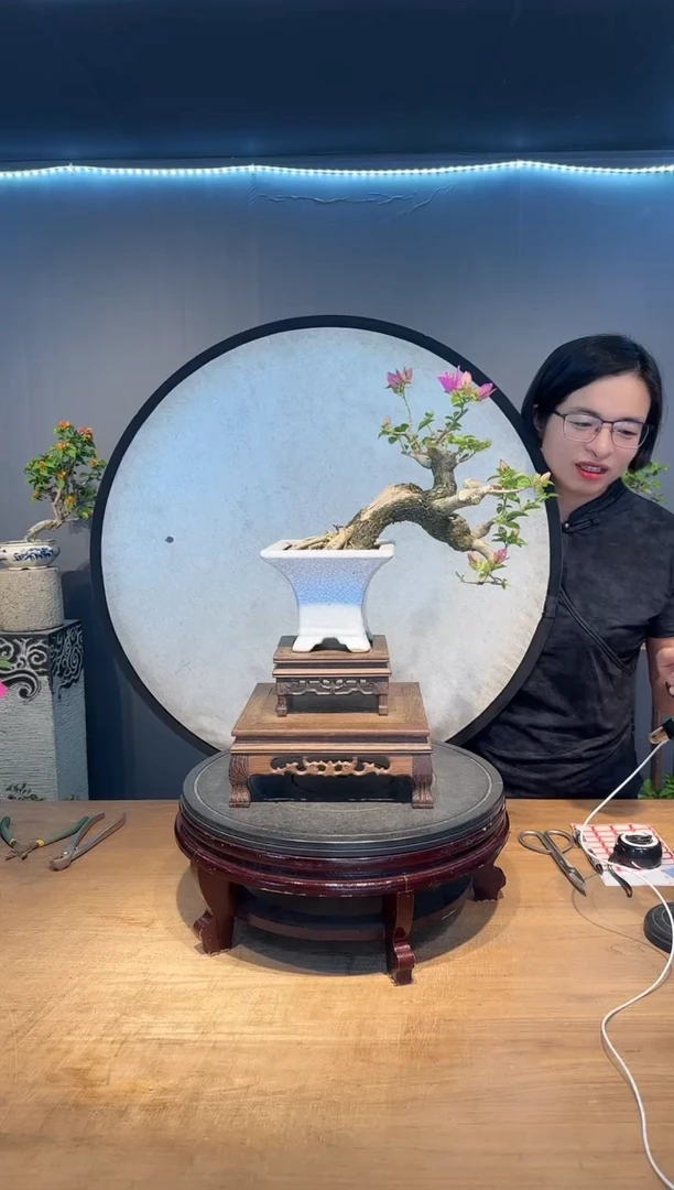 秋**i三角梅小叶紫