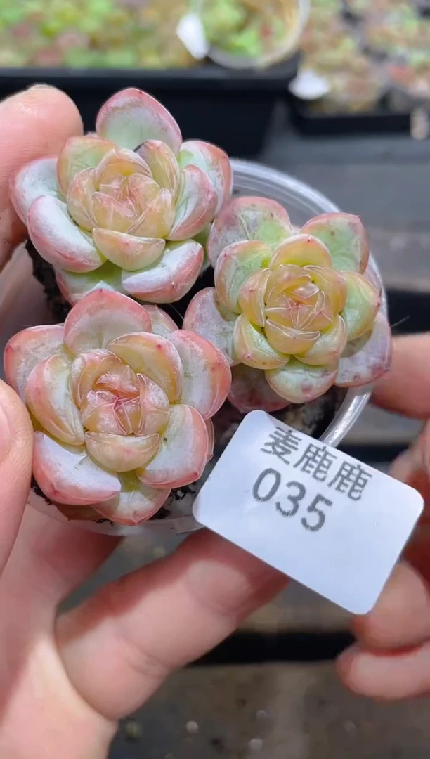 035星星珍妮      量拍
