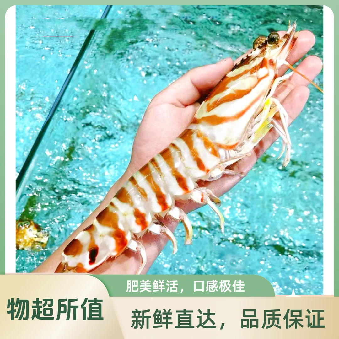 野生海捕九节虾/斑节虾/竹节虾海虾海捕大虾活冻发货