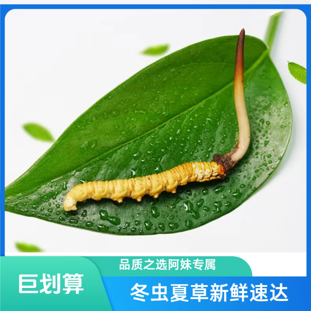 【合展专属】福利小草精品福利小草克鲜冬虫夏草冷链直发