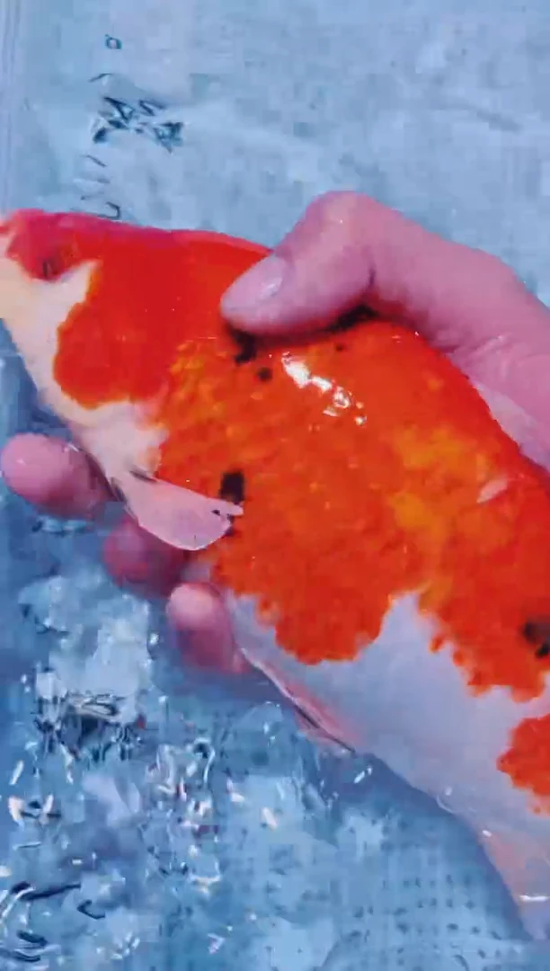 锦鲤血统锦鲤全场包邮7