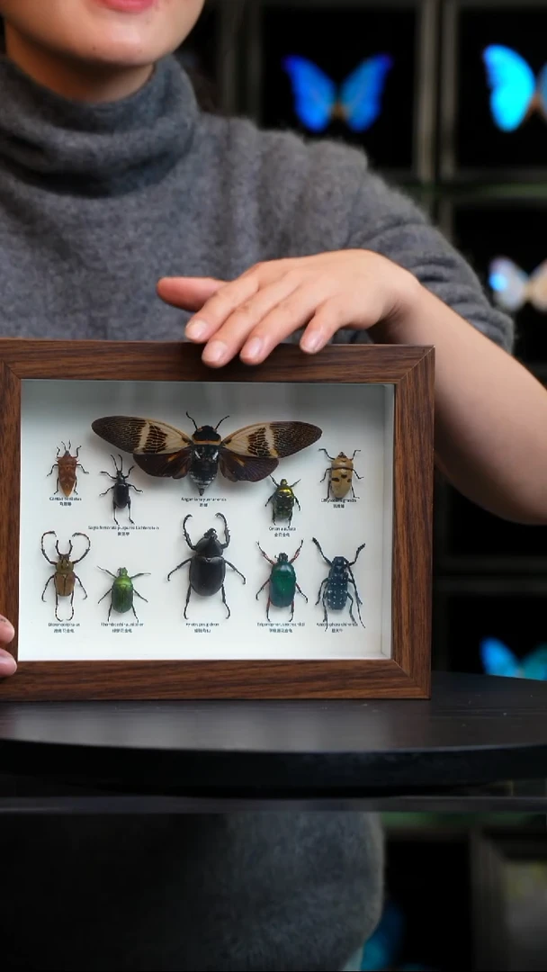 10昆虫组合科普版8寸复古框