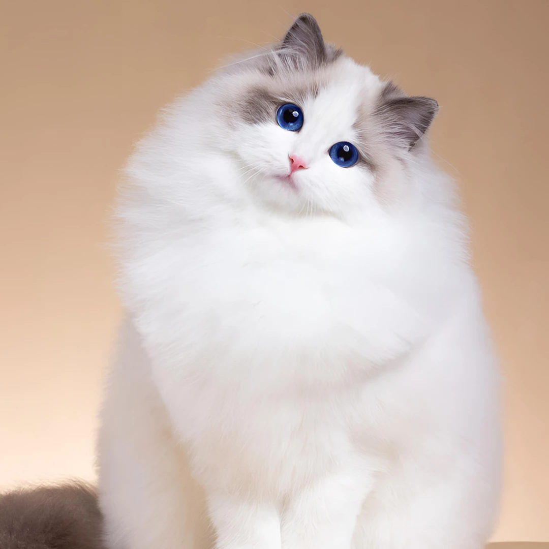 波蒂-经典系列布偶妹妹