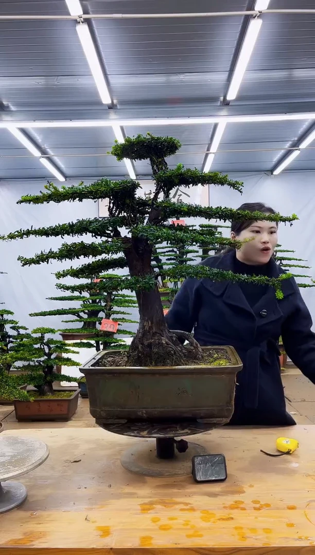 无花朵一物一拍，所见即所得