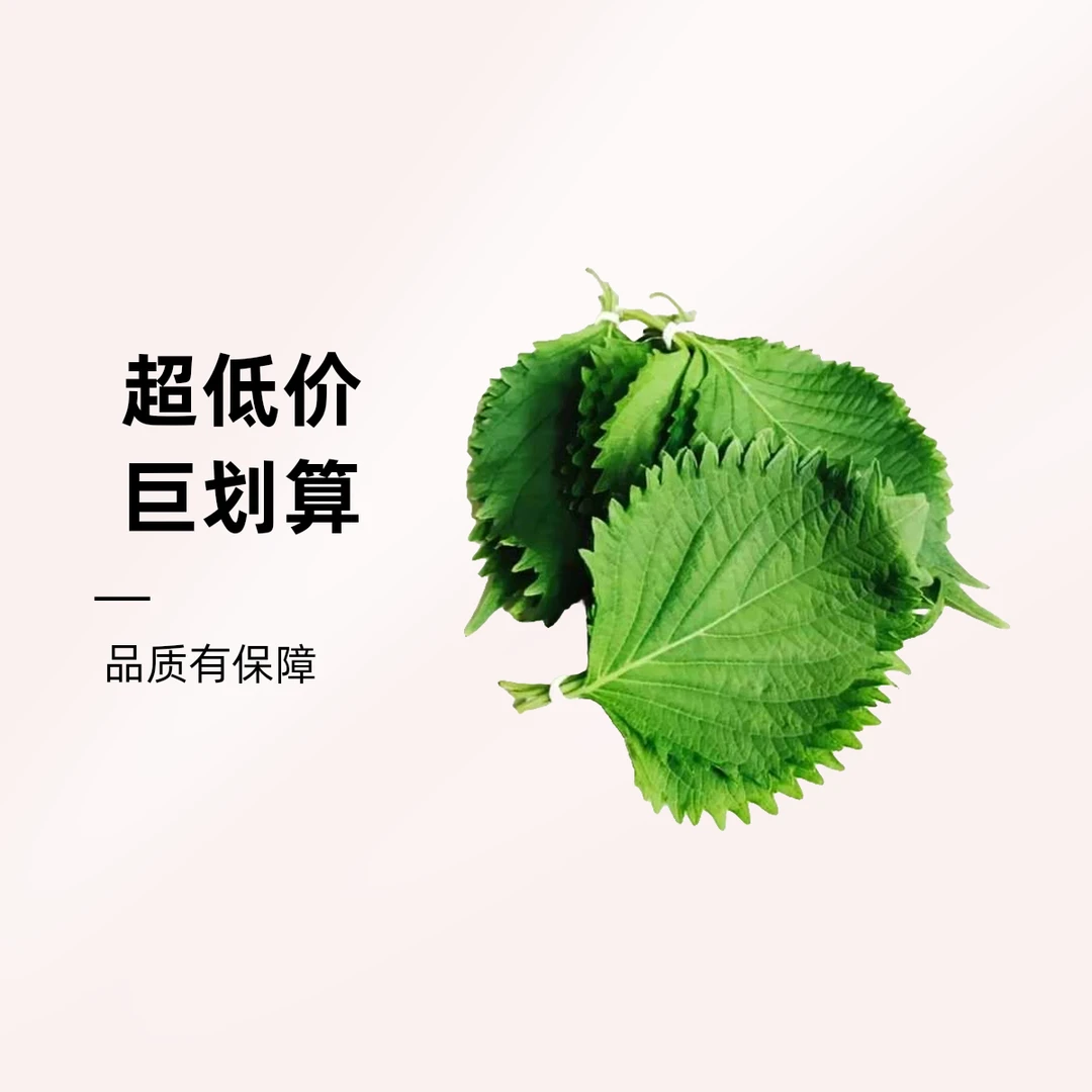 精品蔬菜 新鲜苏子叶 0.5斤/份