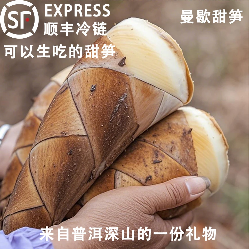 云南曼歇甜笋现摘现发普洱新鲜甜龙竹笋可生吃的甜笋