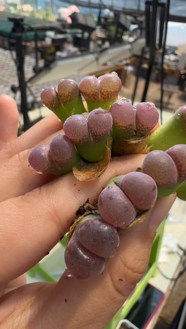 疯狂的多肉石头814妃子笑优选一颗