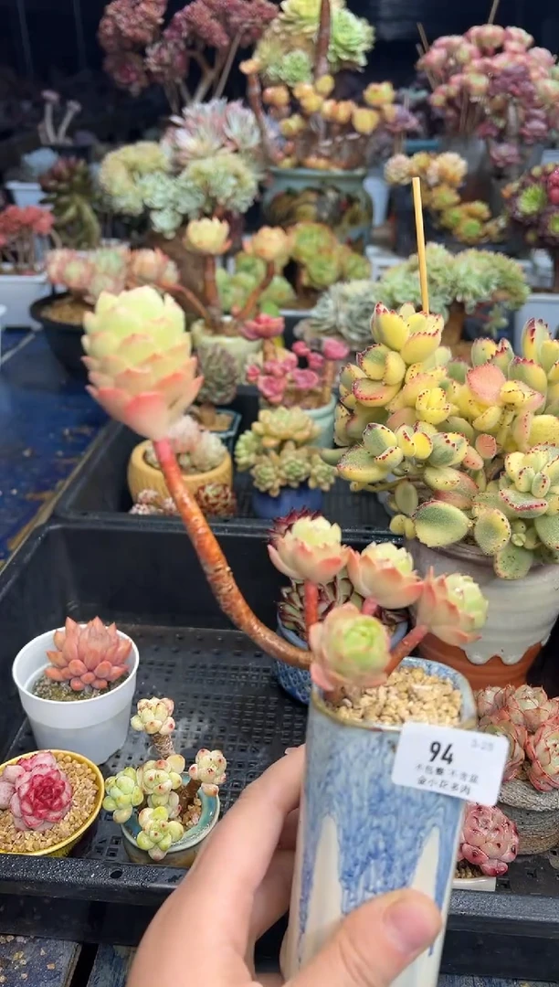 【闪购商品】94不带盆