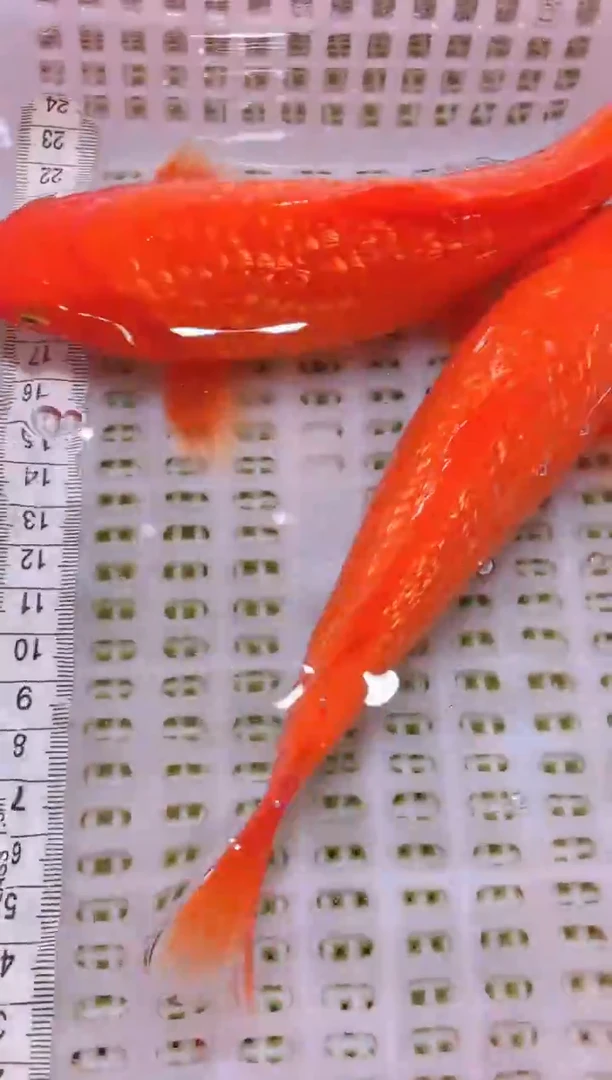 锦鲤冷水观赏鱼全场包邮60