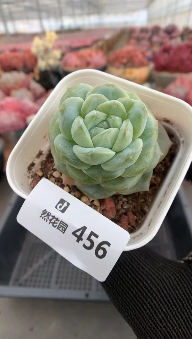 456财富多肉植物一物一拍