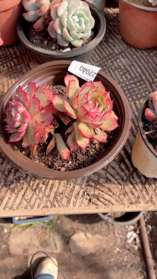 青*果跃跃精品多肉27040