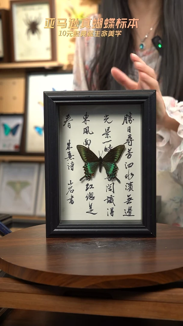 绿带翠凤蝶春型7寸书法款