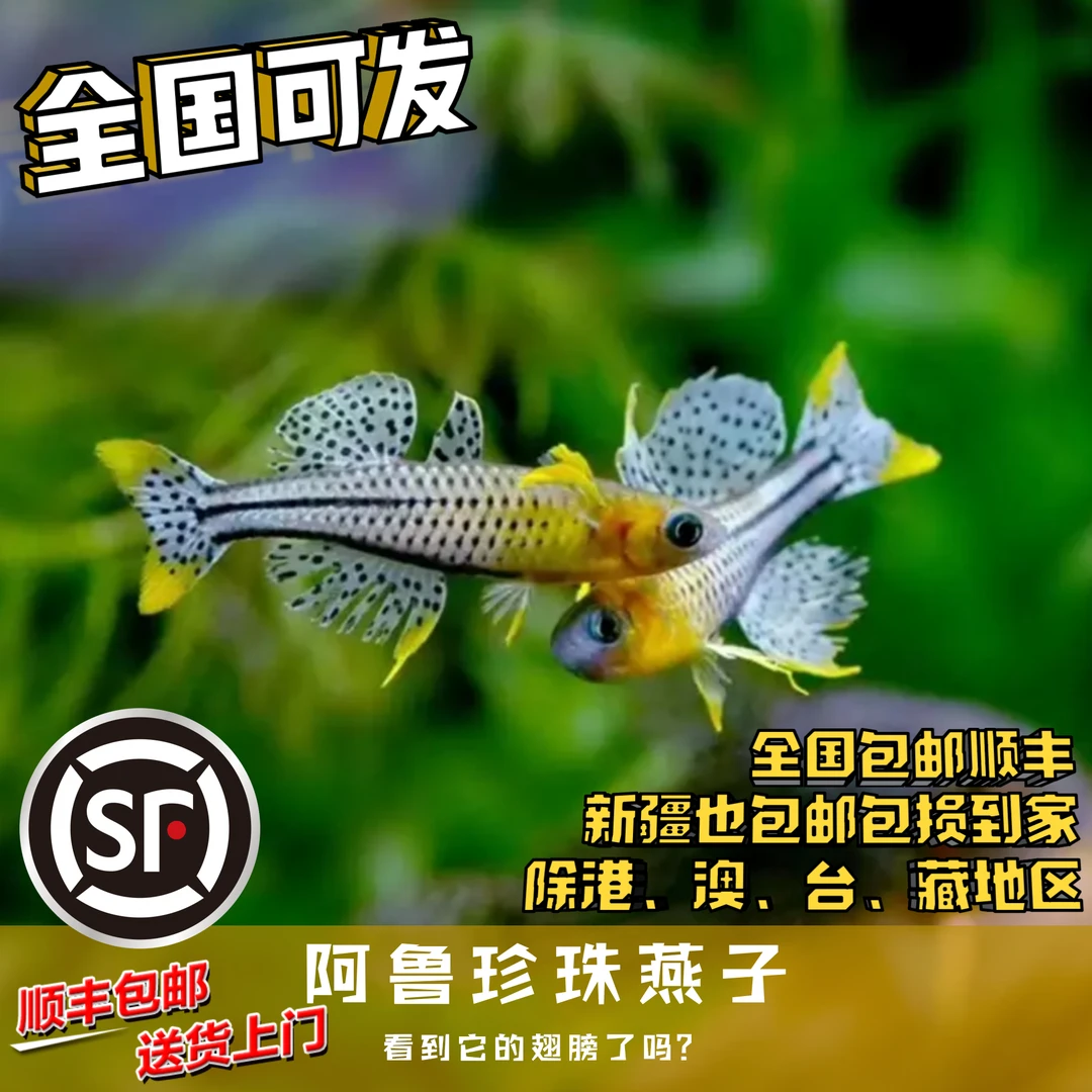 Boo小鱼 阿鲁珍珠燕子小型热带鱼南美鱼草缸淡水观赏鱼