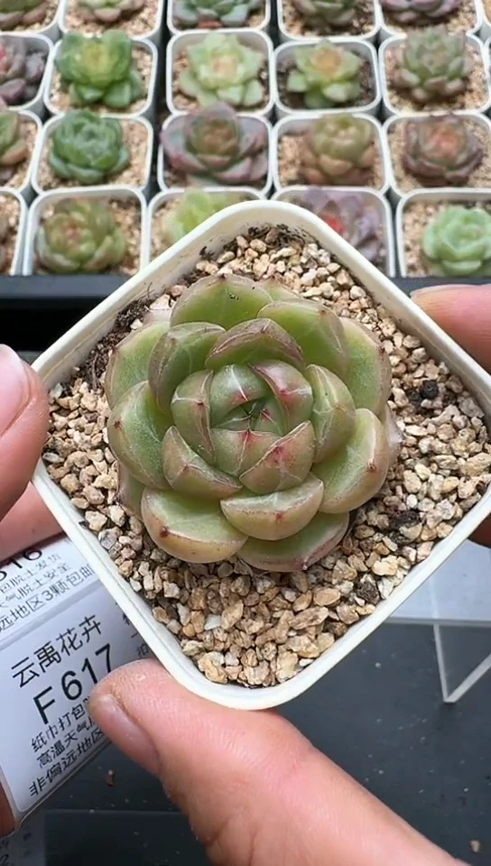 615F云禹多肉植物 默认脱土纸巾打包 3颗包邮