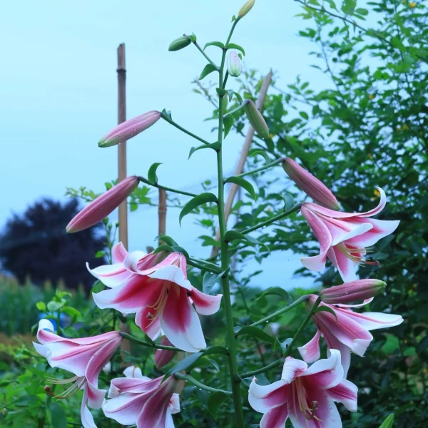 春季百合种球《美素香水百合》 12/14进口一代百合种球