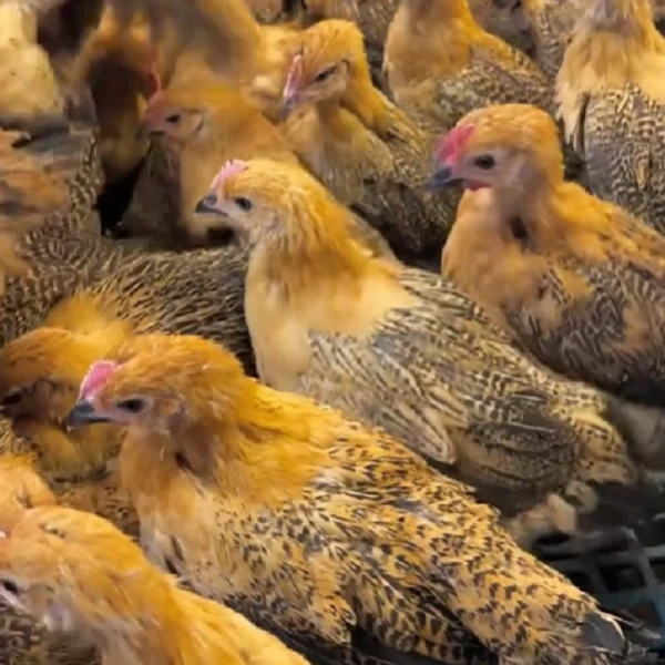 麻羽鸡肉质细嫩鲜美 到手10只