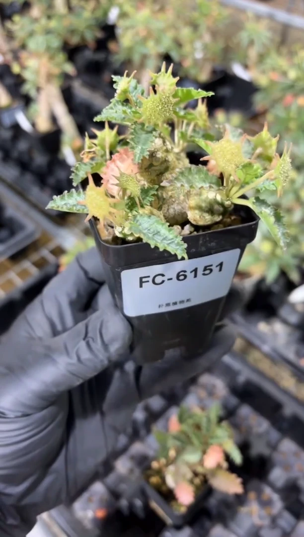 霍伍德琉桑FC-6151