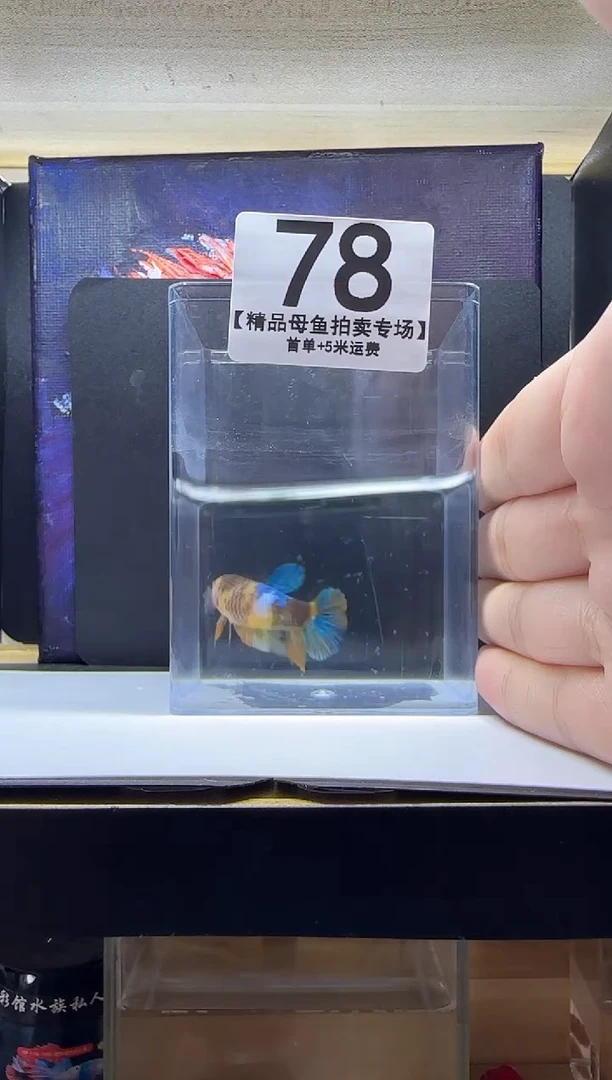斗鱼母鱼编号：78