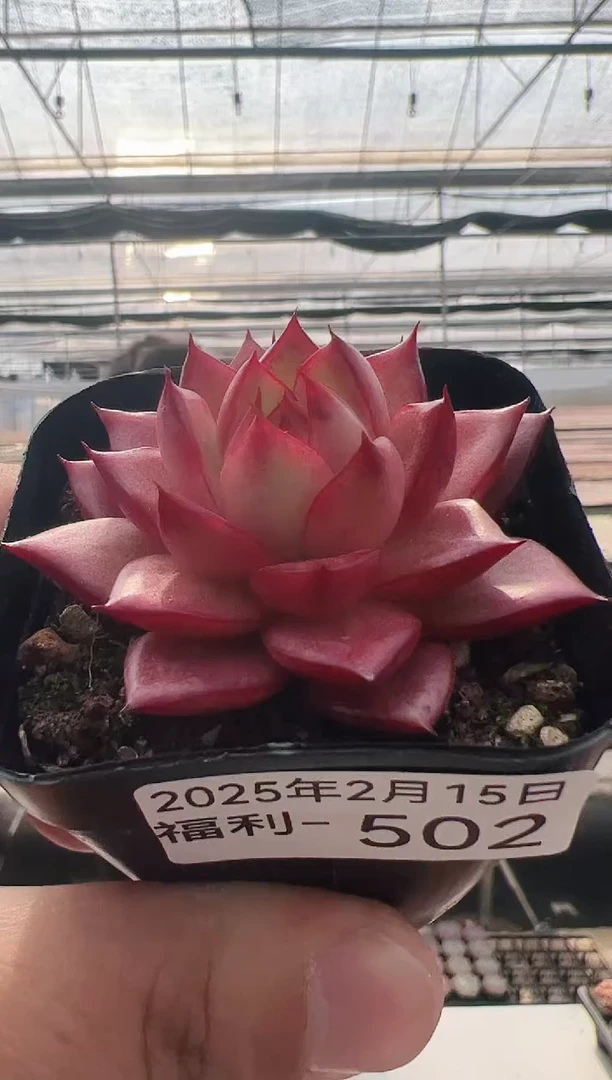 【闪购商品】福利多肉-502