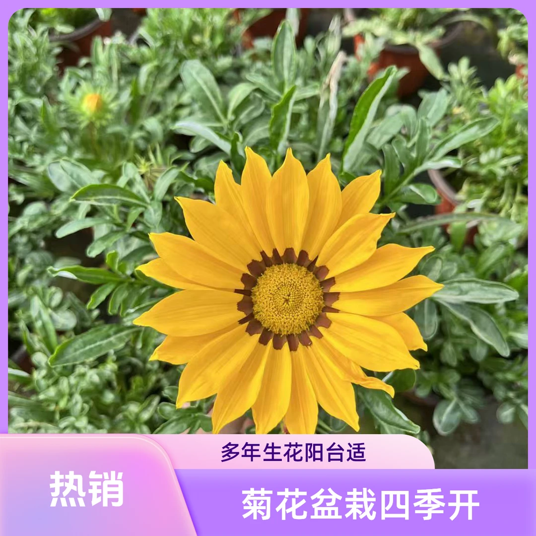 【黄色勋章菊】盆栽带花苞四季开花 多年生花卉 阳台庭院耐寒植物