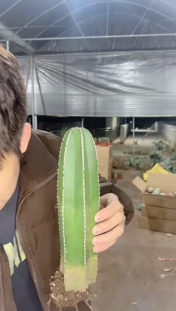 【闪购商品】大号 白云阁 高15-20cm