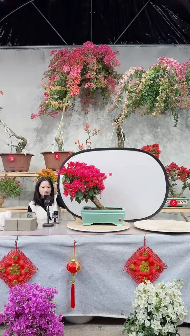 【闪购商品】盆景四季同安红