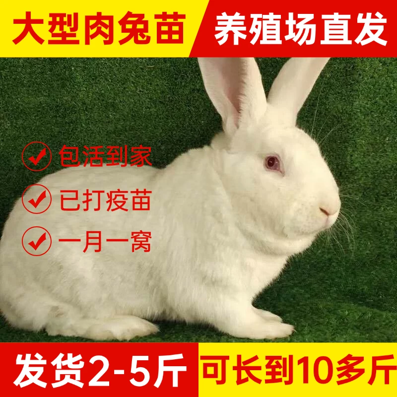 兔子活体优质大型种兔3-5斤新西兰白兔比利时灰花巨兔可长10多斤