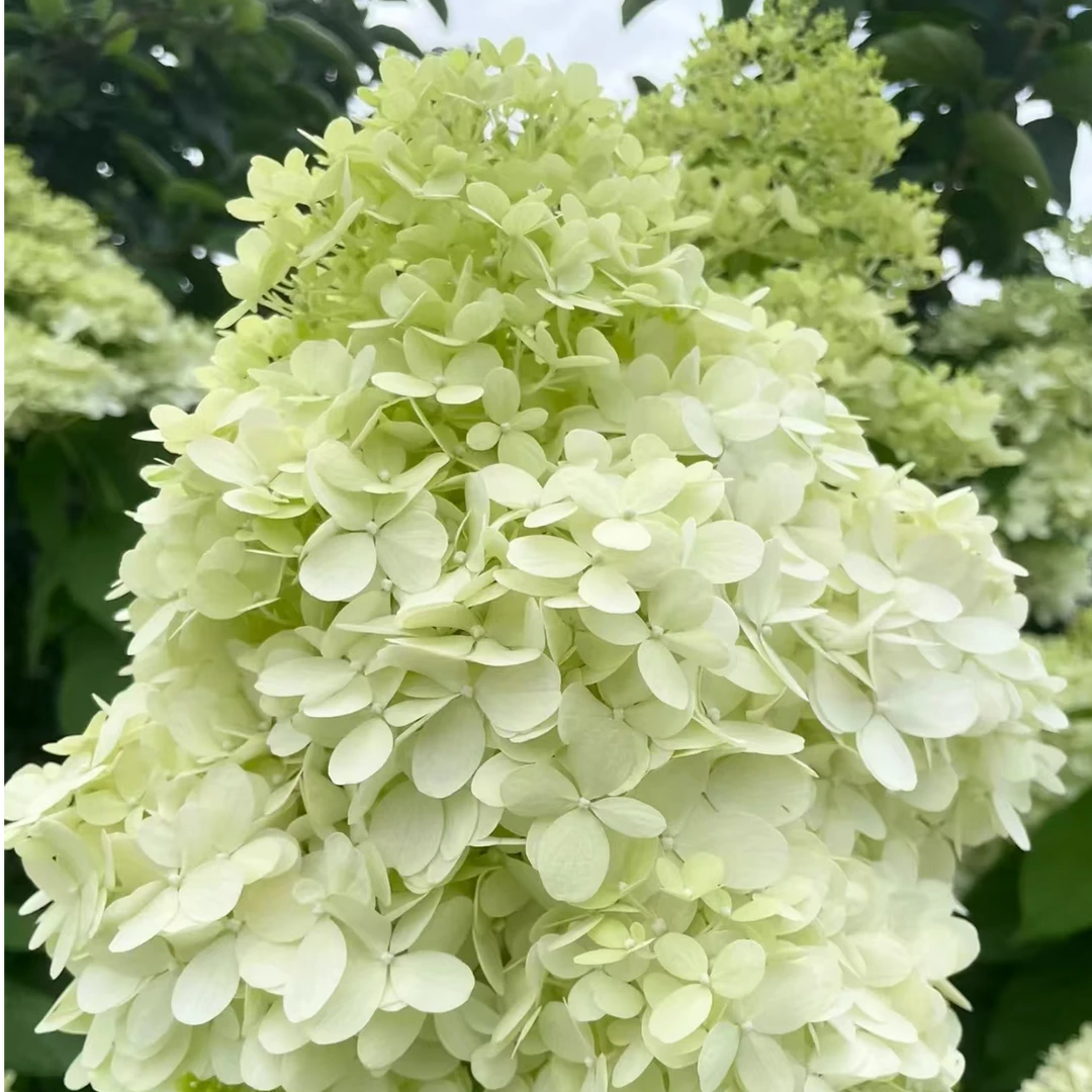 雪峰2加（焦） 圆锥绣球 初开白色后期会变粉 生花苞发货