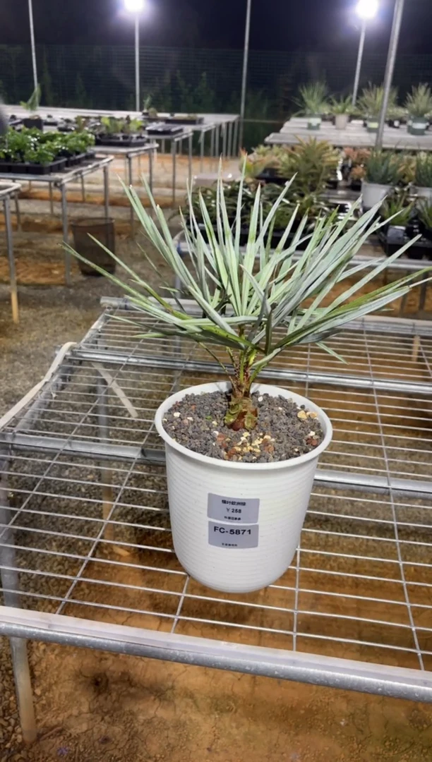 思*家银叶欧洲棕FC-5871